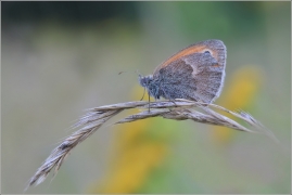 <p>OKÁČ POHÁŇKOVÝ (Coenonympha pamphilus) ---- /Small heath - Kleines Wiesenvögelchen/</p>