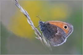<p>OKÁČ POHÁŇKOVÝ (Coenonympha pamphilus) ---- /Small heath - Kleines Wiesenvögelchen/</p>