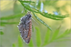 <p>OKÁČ POHÁŇKOVÝ (Coenonympha pamphilus) ---- /Small heath - Kleines Wiesenvögelchen/</p>