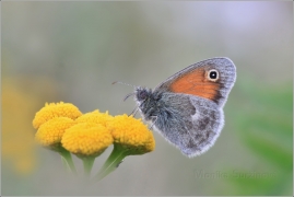 <p>OKÁČ POHÁŇKOVÝ (Coenonympha pamphilus) ---- /Small heath - Kleines Wiesenvögelchen/</p>