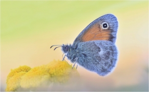 <p>OKÁČ POHÁŇKOVÝ (Coenonympha pamphilus) ---- /Small heath - Kleines Wiesenvögelchen/</p>