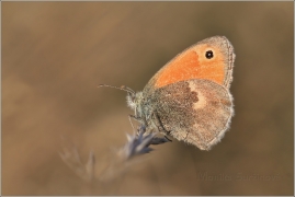 <p>OKÁČ POHÁŇKOVÝ (Coenonympha pamphilus) ---- /Small heath - Kleines Wiesenvögelchen/</p>