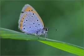 <p>OHNIVÁČEK ČERNOČÁRNÝ (Lycaena dispar) Šluknovsko - Jiříkov ---- /Large copper - Großer Feuerfalter/</p>