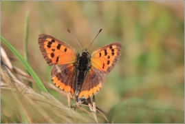 <p>OHNIVÁČEK ČERNOKŘÍDLÝ (Lycaena phlaeas) ---- /Small copper - Kleiner Feuerfalter/</p>