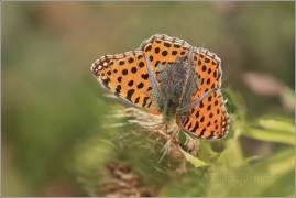 <p>PERLEŤOVEC MALÝ (Issoria lathonia) ---- /Queen of Spain fritillary - Kleiner Perlmuttfalter/</p>