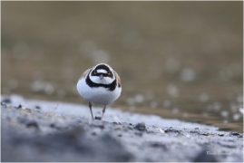 <p>KULÍK ŘÍČNÍ (Charadrius dubius) Varnsdorf ---- /Little ringed plover - Flussregenpfeifer/</p>