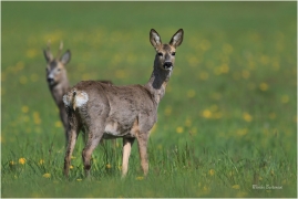 <p>SRNEC OBECNÝ (Capreolus capreolus) Šluknovsko - Jiříkov --- /European roe deer - Reh/</p>