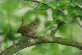 <p>STŘÍZLÍK OBECNÝ (Troglodytes troglodytes) Šluknov ----- /Eurasian wren - Zaunköking/</p>