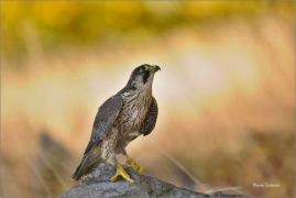 <p>SOKOL STĚHOVAVÝ (Falco peregrinus) v LP ---- /Peregrine falcon - Wanderfalke/</p>