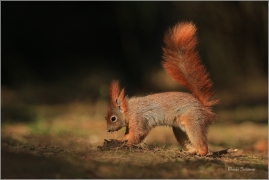 <p>VEVERKA OBECNÁ (Sciurus vulgaris) ---- /Red squirrel - Eichhörnchen/</p>