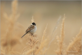 <p>STRNAD RÁKOSNÍ (Emberiza schoeniclus) - Ústecko ----- /Common reed bunting – Rohrammer/</p>