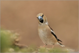 <p>DLASK TLUSTOZOBÝ (Coccothraustes coccothraustes) Šluknovsko - Jiříkov ---- /Hawfinch - Kernbeißer/</p>