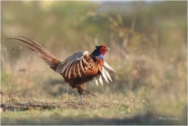 <p>BAŽANT OBECNÝ (Phasianus colchicus) Mladá Boleslav-Radouč /Common pheasant - Fasan/</p>