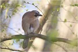 <p>SOJKA OBECNÁ (Garrulus glandarius) Rychnov u Jbc n. Nisou ---- /Eurasian jay - Eichelhäher/</p>