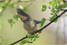 <p>BUDNÍČEK VĚTŠÍ (Phylloscopus trochilus) - Rychnov u Jbc. n. N. ---- /Willow warbler – Fitis/</p>