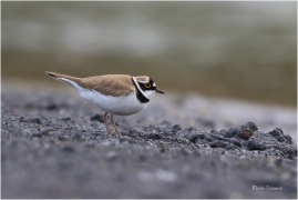 <p>KULÍK ŘÍČNÍ (Charadrius dubius) Varnsdorf ---- /Little ringed plover - Flussregenpfeifer/</p>