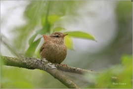 <p>STŘÍZLÍK OBECNÝ (Troglodytes troglodytes) Šluknov ----- /Eurasian wren - Zaunköking/</p>