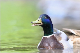 <p>KACHNA DIVOKÁ (Anas platyrhynchos) --- /Mallard - Stockente/</p>