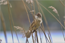 <p>RÁKOSNÍK VELKÝ (Acrocephalus arundinaceus) - Českolipsko --- /Great reed warbler – Drosselrohrsänger/</p>