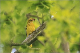 <p>ŽLUVA HAJNÍ (Oriolus oriolus) - Českolipsko ---- /Eurasian golden oriole - Pirol/</p>