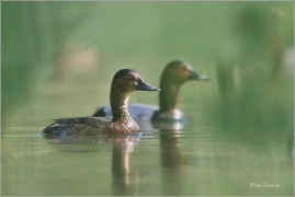 <p>POLÁK VELKÝ (Aythya ferina) - Českolipsko --- /Common pochard - Tafelente/</p>