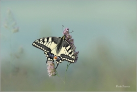 <p>OTAKÁREK FENYKLOVÝ (Papilio machaon) Rychnov u Jbc n. N. ----- /Old World swallowtail - Schwalbenschwanz/</p>