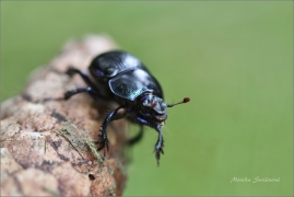 <p>CHROBÁK LESNÍ (Anoplotrupes stercorosus) ---- /Dor beetle - Waldmistkäfer/</p>