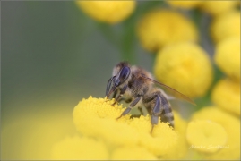 <p>VČELA MEDONOSNÁ (Apis mellifera) ---- /Western honey bee - Westliche Honigbiene/</p>