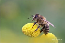 <p>VČELA MEDONOSNÁ (Apis mellifera) ---- /Western honey bee - Westliche Honigbiene/</p>