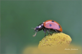 <p>SLUNÉČKO SEDMITEČNÉ (Coccinella septempunctata) ---- /Seven-spotted ladybug - Siebenpunkt-Marienkäfer/</p>