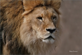 <p>LEV PUSTINNÝ (Panthera leo) - Zoo Drážďany --- /Lion - Löwe/</p>
