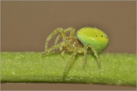 <p>KŘIŽÁK ZELENÝ (Araniella cucurbitina) ---- /Green spider - Kürbisspinne/</p>