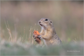<p>SYSEL OBECNÝ (Spermophilus citellus) /European ground squirrel - Europäischer Ziesel/</p>