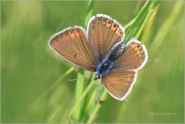 <p>MODRÁSEK JEHLICOVÝ - samička (Polyommatus icarus) ---- /Common blue butterfly - Hauhechel-Bläuling/</p>