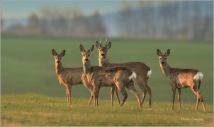 <p>SRNEC OBECNÝ (Capreolus capreolus) Šluknovsko - Jiříkov --- /European roe deer - Reh/</p>