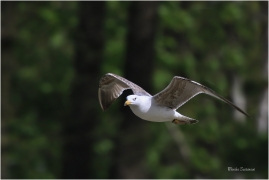 <p>RACEK BĚLOHLAVÝ (Larus cachinnans) Varnsdorf --- /Caspian gull - Steppenmöwe/</p>