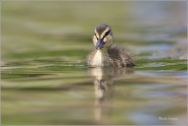<p>KACHNA DIVOKÁ (Anas platyrhynchos) - Praha - Stromovka --- /Mallard - Stockente/</p>