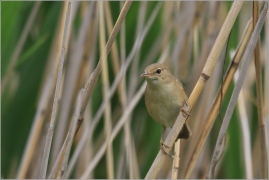 <p>CVRČILKA SLAVÍKOVÁ (Locustella luscinioides) Českolipsko ---- /Savi's warbler - Rohrschwirl/</p>