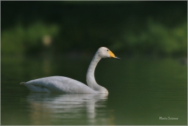 <p>LABUŤ ZPĚVNÁ (Cygnus cygnus) ---- /Whooper swan - Singschwan/</p>