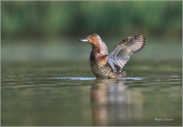 <p>POLÁK VELKÝ (Aythya ferina) --- /Common pochard - Tafelente/</p>