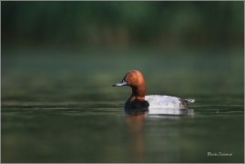 <p>POLÁK VELKÝ (Aythya ferina) --- /Common pochard - Tafelente/</p>