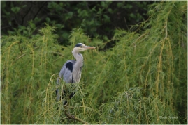 <p>VOLAVKA POPELAVÁ (Ardea cinerea) ---- /Grey heron - Graureiher/</p>