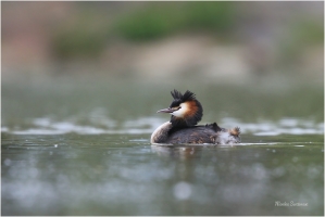 <p>POTÁPKA ROHÁČ (Podiceps cristatus) Varnsdorf ----- /Great grested grebe – Haubentaucher/</p>