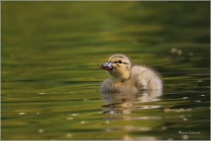 <p>KACHNA DIVOKÁ (Anas platyrhynchos) /Mallard - Stockente/</p>
