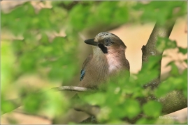 <p>SOJKA OBECNÁ (Garrulus glandarius) Praha, Stromovka ---- /Eurasian jay - Eichelhäher/</p>