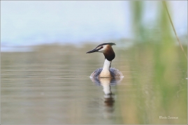 <p>POTÁPKA ROHÁČ (Podiceps cristatus) Varnsdorf ----- /Great grested grebe – Haubentaucher/</p>