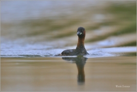 <p>POTÁPKA MALÁ (Tachybaptus ruficollis) Českolipsko /Little grebe – Zwergtaucher/</p>