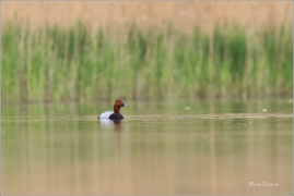 <p>POLÁK VELKÝ (Aythya ferina) --- /Common pochard - Tafelente/</p>