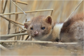 <p>KUNA SKALNÍ (Martes foina) Varnsdorf ---- /Beech marten - Steinmarder/</p>
