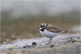 <p>KULÍK ŘÍČNÍ (Charadrius dubius) Varnsdorf ---- /Little ringed plover - Flussregenpfeifer/</p>